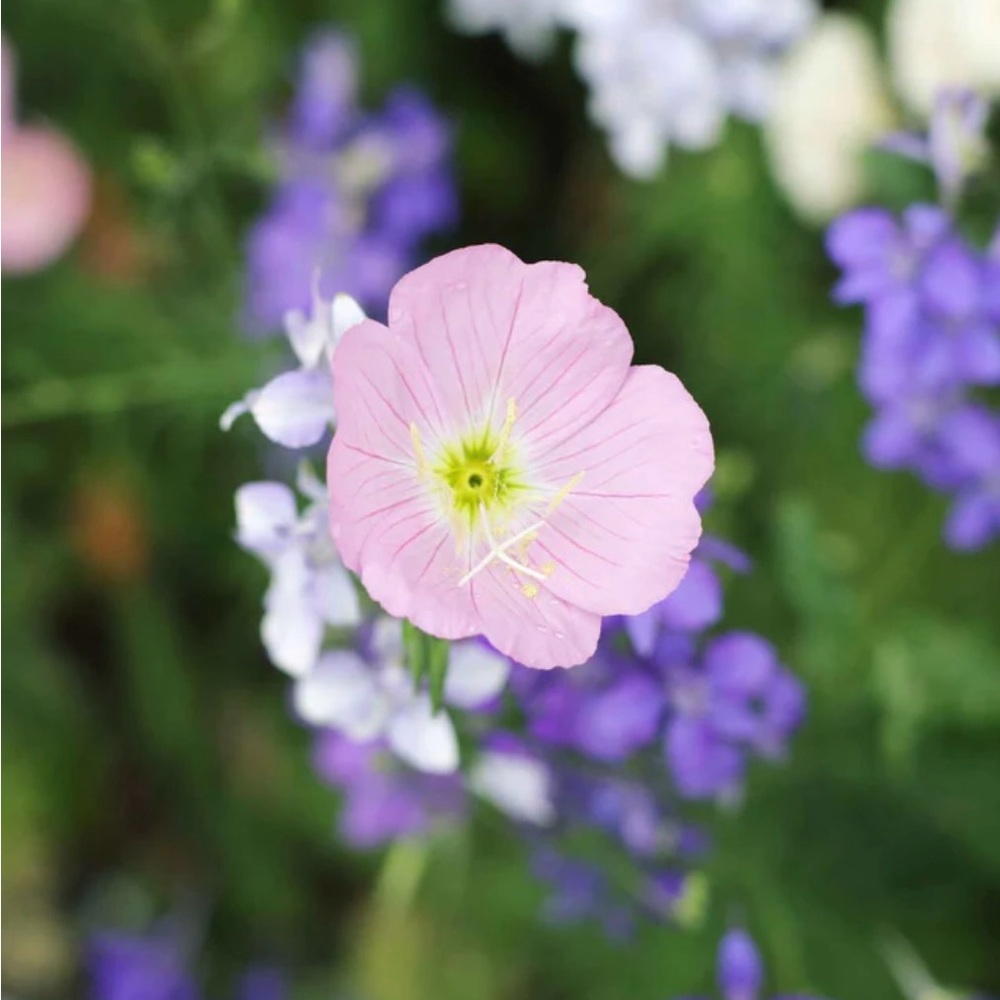 PINK EVENING PRIMROSE 🌸  40 plants $20 - Picture 4 of 5